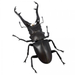 [리볼텍 지오 RG007] 기라파톱사슴벌레